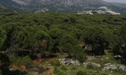 4 bin ağaç kesilecek… Kozak’a dinamit!