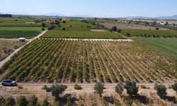 Üzümün başkentinde JES ısrarı: Danıştay kararına rağmen yeni başvuru!