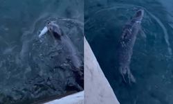 Bodrum'da rıhtımda fok görüntülendi