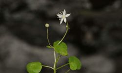 Egeli bilim insanından yeni bir keşif: İzmir göbek otu