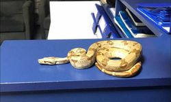 Yılanla gezdi... 12 bin TL ceza yedi!