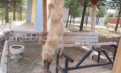 Afyonkarahisar'da dehşet: Köpek, işkence yapılarak öldürüldü