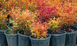 İzmir’in renkleri Büyükşehir fidanlıklarında filizleniyor