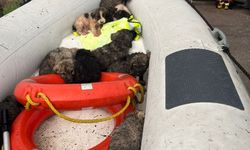 Manisa’da çaya düşen 9 köpek yavrusu kurtarıldı