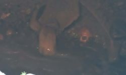 Çöken yolda insan kafatası ve kemikler bulundu