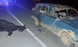 Otomobilin çarptığı at öldü!