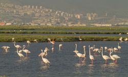 Dünya Sulak Alanlar Günü: Kutlama değil alarm günü!