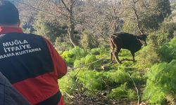 Bodrum'da kuyuya düşen buzağı kurtarıldı
