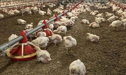 Tavuk ihracatı durduruldu