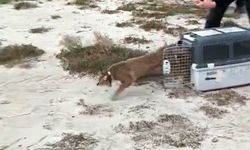 Ağır yaralı bulundu, sağlıklı şekilde doğaya salındı