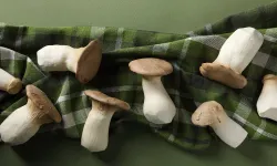 İnternette şifalı mantar dolandırıcılığı