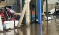 Çiftlikte mahsur kalan köpekler kurtarıldı!