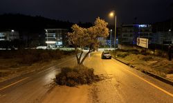 Sel suları zeytin ağacını kökünden söktü!