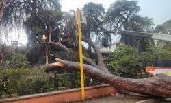 İzmir'de devrilen ağaç okul duvarını yıktı!