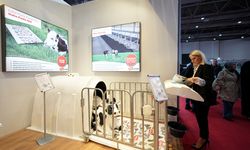 İnekler için ortopedik yatak üretildi!