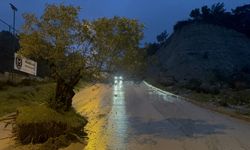 Aydın'da zeytin ağacı kökünden söküldü!