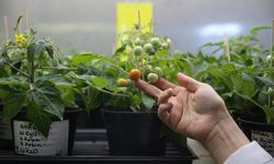 İzmir'de uzay kolonileri için kritik deney!