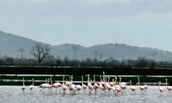 Büyük Menderes Nehri flamingoların yuvası oldu