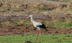 Yılın ilk leyleğini gördü, bir çuval un kazandı