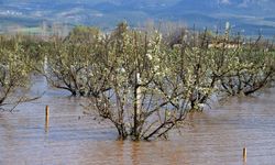 Taşkın raporu: 2 bin hektar tarla su altında!