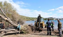 Fırtınada devrilen ılgın ağaçları yeniden toprakla buluşuyor