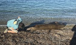 Kıyıda uyuyan fok ilgi odağı oldu
