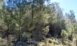 Latmos’a dinamit… 5 bin ağaca kıyacaklar!