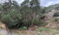 Bakanlıktan jeotermal onayı... Zeytinliklerin ortasına sondaj!