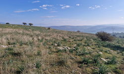 Zeytinliklere komşu ocağa onay!