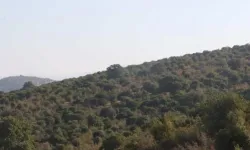 Adı 'Beşli Çete' Kitabı'nda geçiyordu... RES için 6 bin ağaç kesecekler!