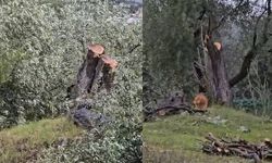 Muğla Valiliği'nden Milas'taki zeytin ağacı kesimine soruşturma