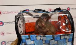 Bakanlıktan operasyon: 85 binden fazla canlı hayvan ele geçirdi