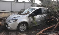 Ağaç devrildi, deniz taştı... İzmir'de kuvvetli rüzgar etkisi!