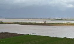 İzmir'de yağışlar çiftçiye rahat nefes aldırdı!