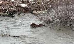 Köprüden nehre düşen sokak köpeği, yüzerek kıyıya çıktı