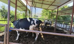 Muğla'da 11 mahalleye şap karantinası