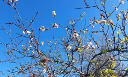 Meyvede tehlike çanları!