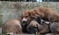 Şanlıurfa'da bütün sokak hayvanları toplatıldı: Vali'den dikkat çeken açıklama