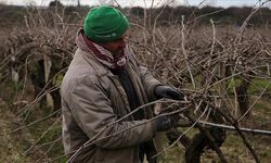 Manisa üzüm bağlarında budama mesaisi