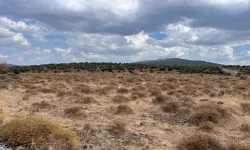 Doğanlar Holding'in planları askıda... Ağaçlandırılacak alan gitti, sanayi geldi!