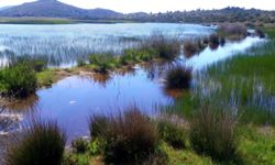 İris için tescil çağrısı!