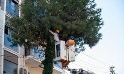 Karşıyaka'da ağaçlar bahara hazırlanıyor