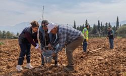 Kemalpaşa'da kesilen cevizlerin yerine umut filizlendi!