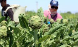 Urlalılar sitem etti: Enginar tarlaları villa tarlalarına döndü!