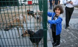 3 belediyeden 'can dostlar' için örnek iş birliği!