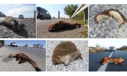 Söke-Didim karayolu “ölüm yolu”: Yaban hayatı tehlikede