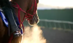 Mersin Büyükşehir Belediyesi hakkında 'yarış atı eti' iddiası!
