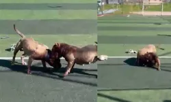 Futbol sahasında pitbull dehşeti!