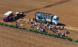 Patates deposu Ödemiş’te çifte mesai!