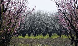 Gediz Ovası'ndaki meyve ağaçları çiçek açtı
